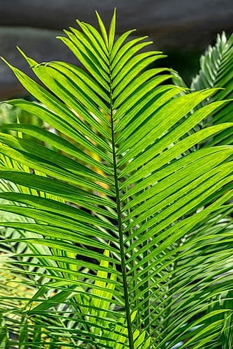 Detail of palm fronds Nature Print